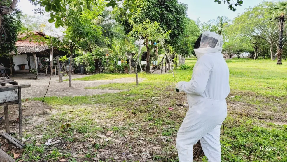 Defesa Civil faz remoção de abelhas
