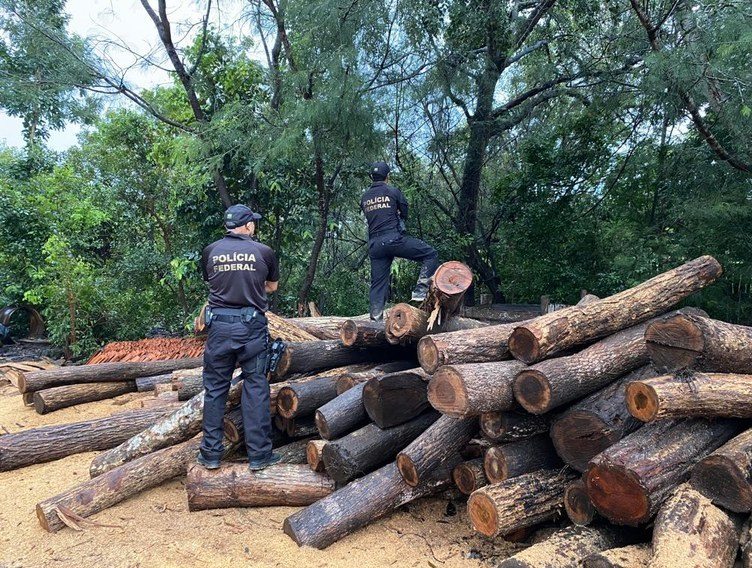 PF combate comércio irregular de madeira no Piauí e Maranhão