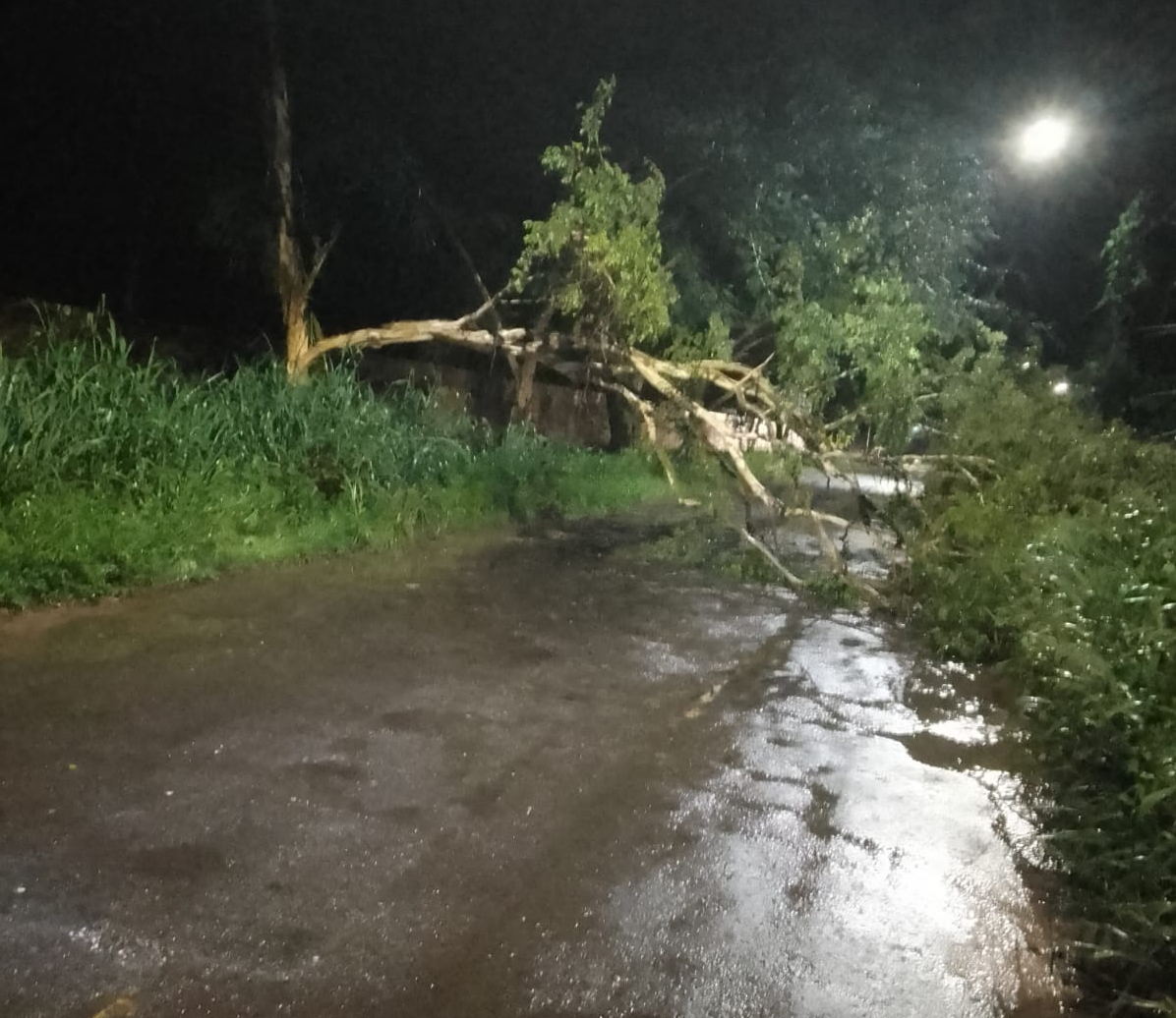 Árvore cai e bloqueia estrada na Cacimba Velha