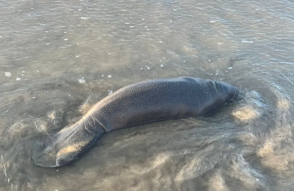 Filhote de peixe-boi ficou encalhado na Praia do Atalaia
