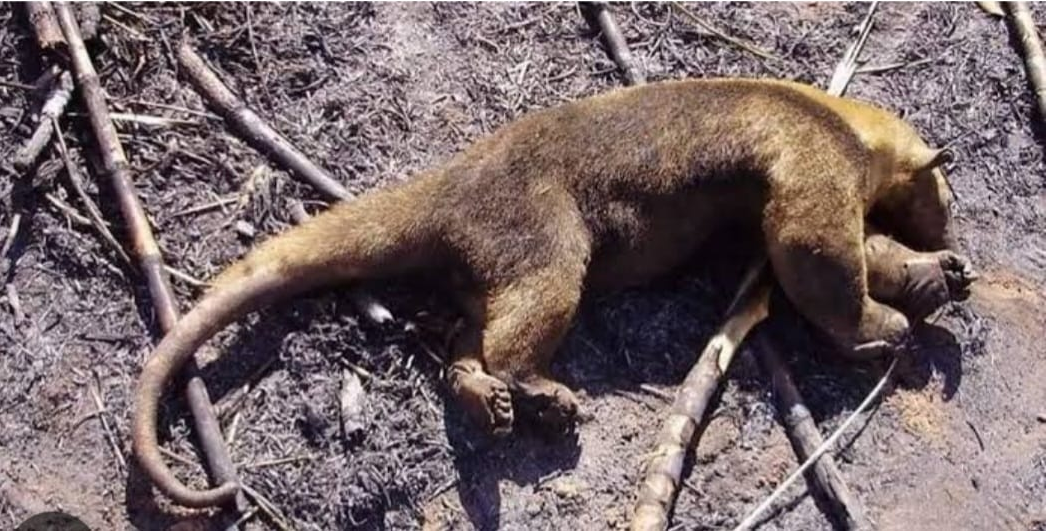 Vários animais silvestres morreram queimados
