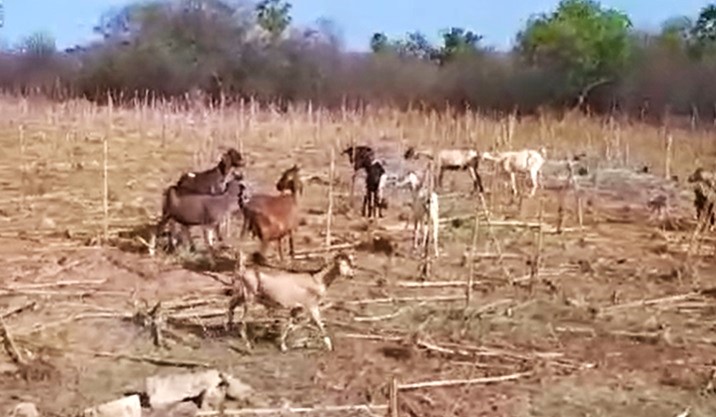 Onças estão atacando rebanhos na zona rural de Domingos Mourão