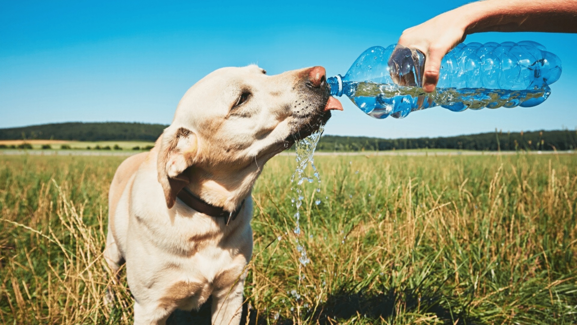 Deve-se sempre levar água fresca para para os passeios dos pets