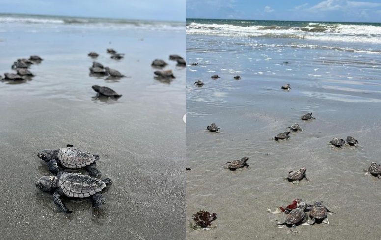 Nascimento de tartarugas marinhas em Luís Correia chama atenção de banhistas