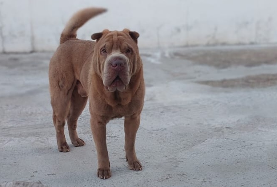 Klaus tem 7 anos e é um cão que precisa de cuidados especiais