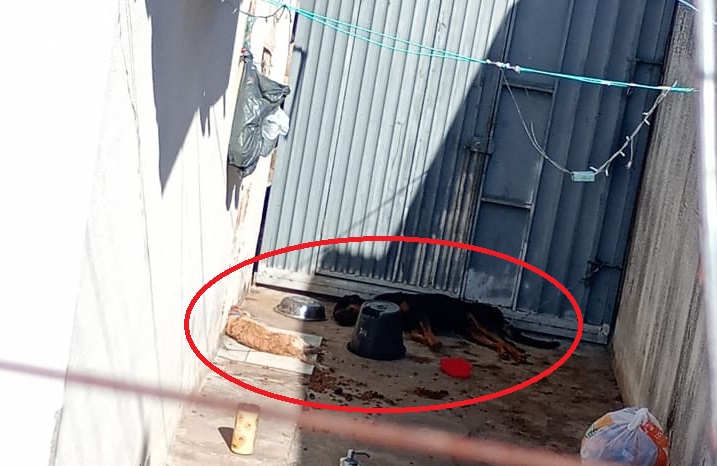 Cães morrem ao serem abandonados em residência no bairro Aroeiras