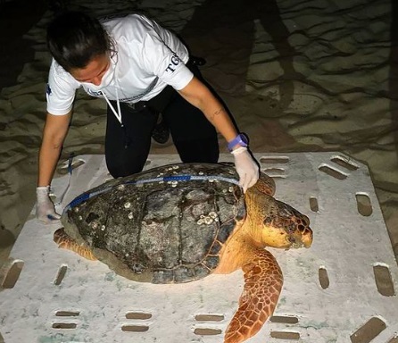 Tartaruga-cabeçuda encontrada na praia de Barra Grande