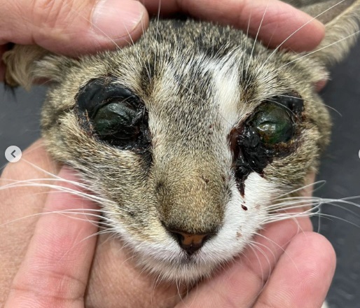 Gatinha teve os olhos queimados e ainda colados