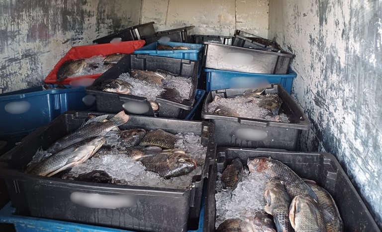 Carga de peixes transportada irregularmente