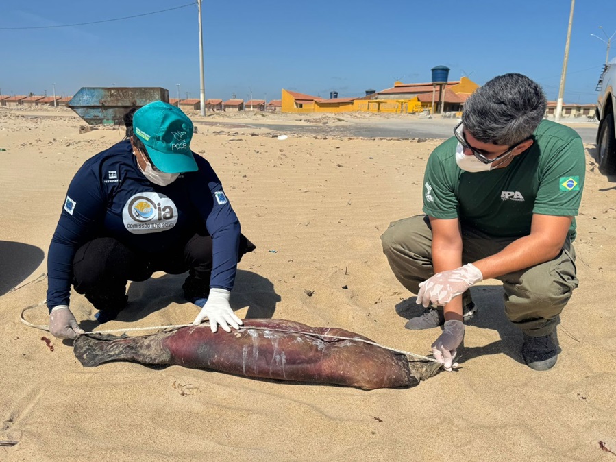 O animal foi encontrado em estado de decomposição