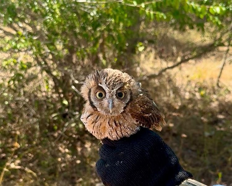 Já são 200 os animais que foram reintroduzidos à natureza em áreas cadastradas pelo Governo