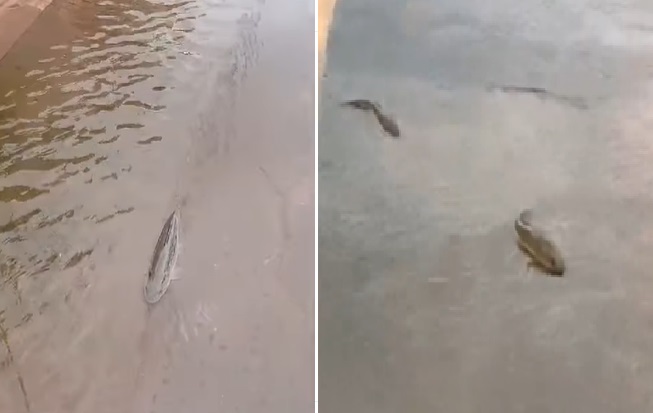 Peixes nadam em ruas de Corrente após chuva