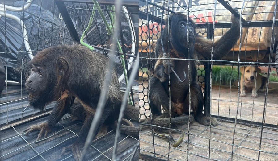 A macaca bugio será entregue ao IBAMA em Teresina