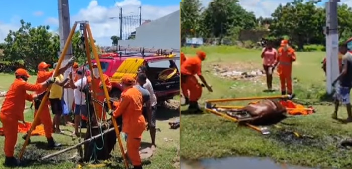 Corpo de Bombeiros resgata cavalo que caiu em bueiro em Paranaíba