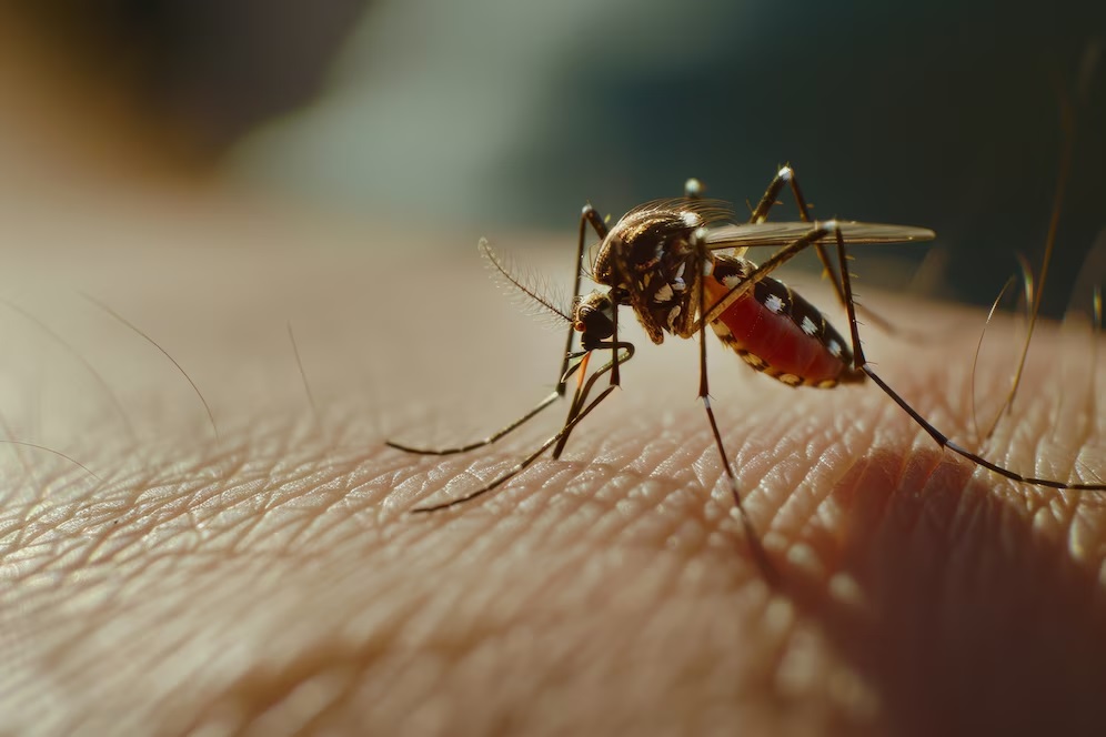 Aedes aegypti, mosquito transmissor da dengue e da febre amarela urbana