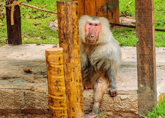 O babuíno foi resgatado de um circo e levado para o Bioparque Zoobotanico