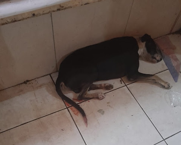 Cachorro teria sido esfaqueado por um homem que se incomodou com o latido