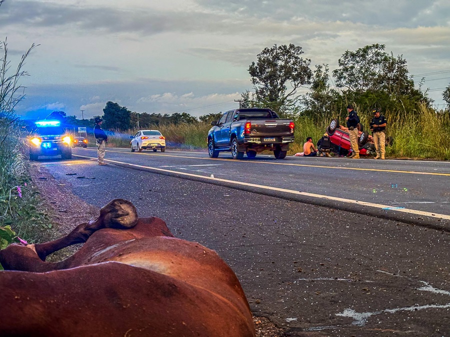 Um dos cavalos morreu no local do acidente e duas pessoas ficaram feridas