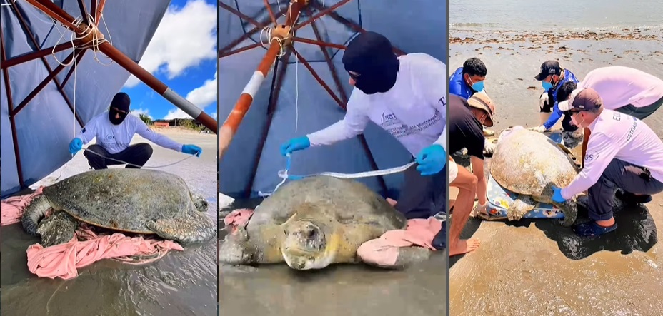 Resgate de uma tartaruga verde na praia de Barra Grande, em Cajueiro da Praia