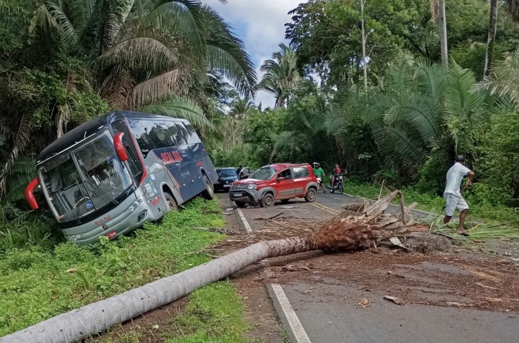 Palmeira cai em cima de ônibus no Norte do Piauí