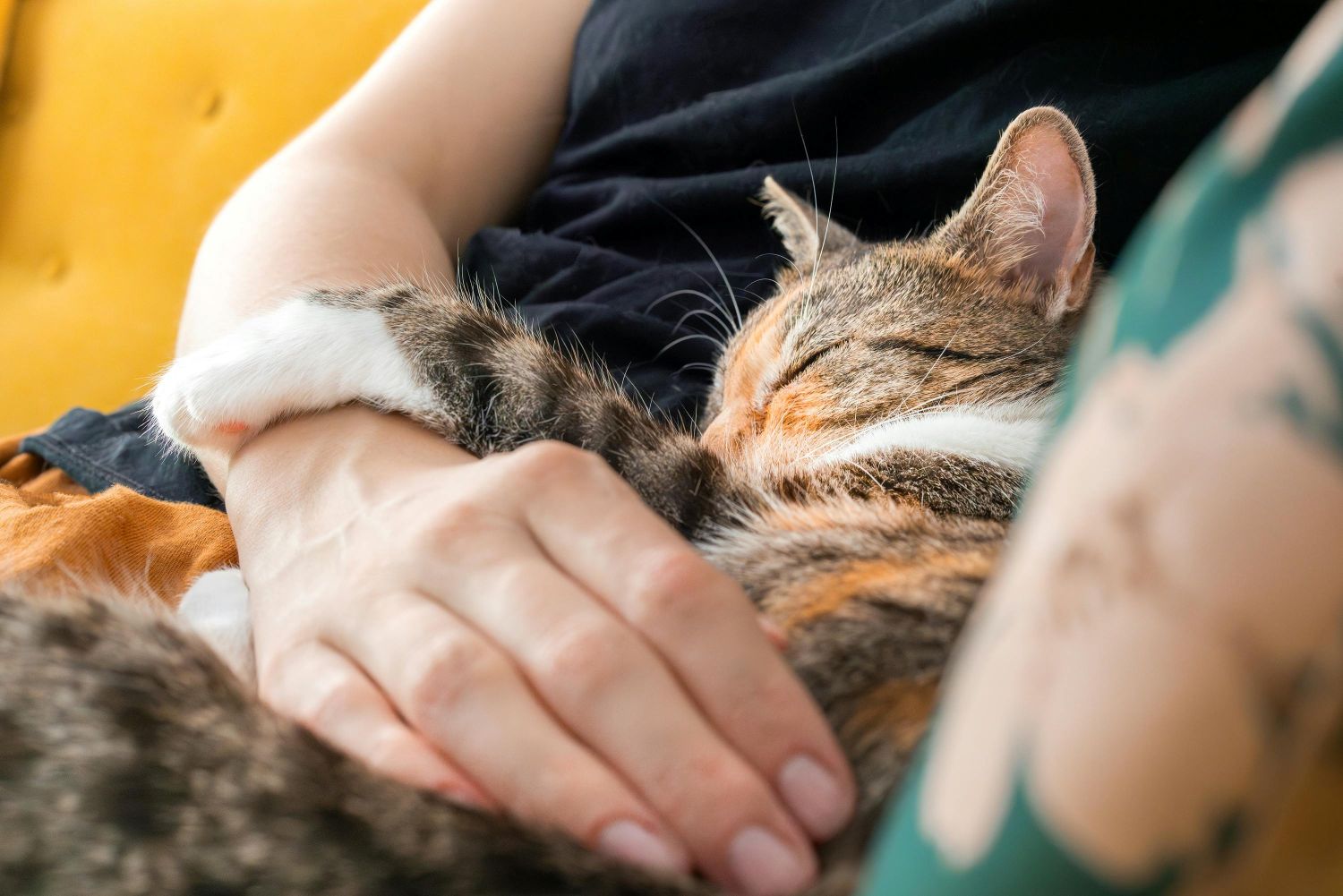 Síndrome silenciosa faz vítimas entre cães e gatos