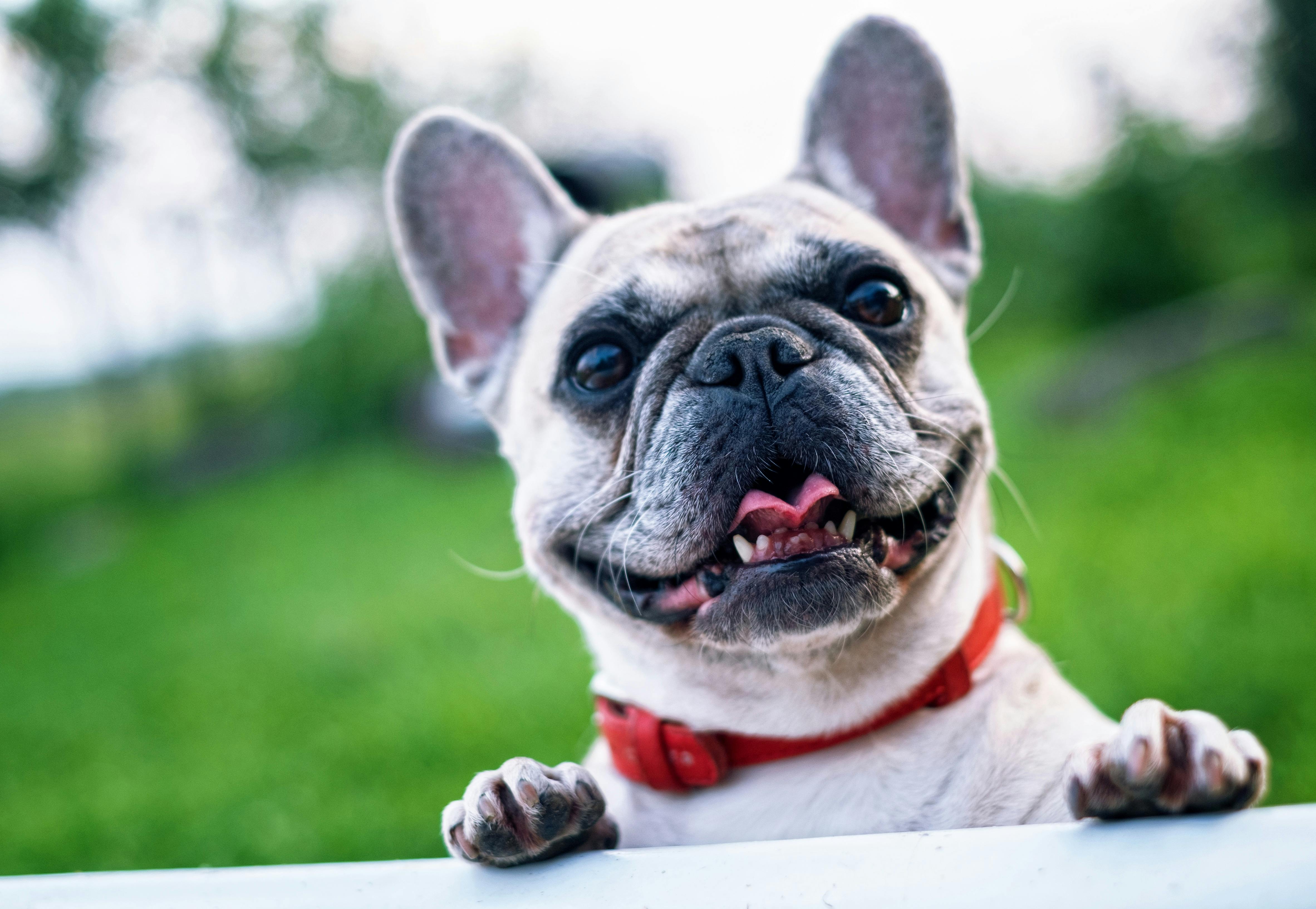 Transplantes em pets exigem compatibilidade e acompanhamento contínuo