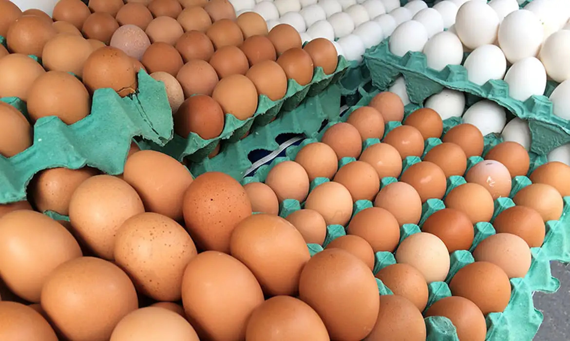 Minas Gerais descarta 450 toneladas de ovos férteis do RS para conter gripe aviária