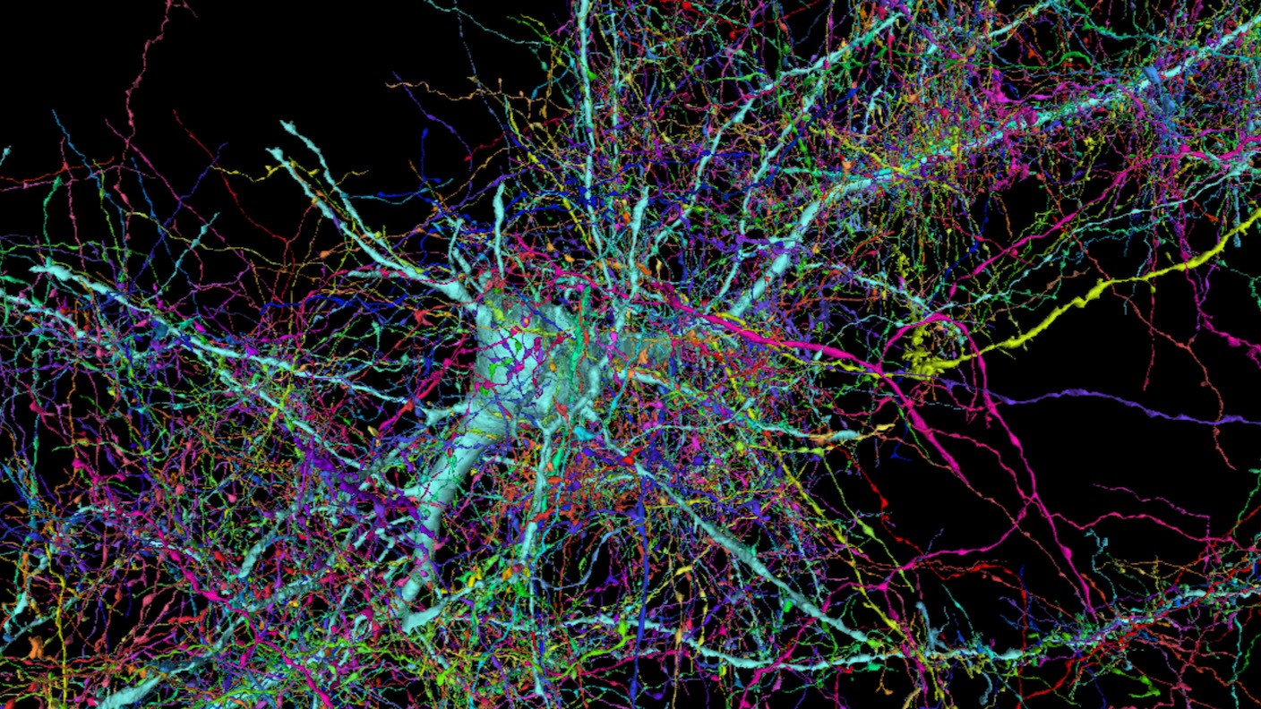 Mapa das conexões do cérebro humano revela 130 milhões de sinapses