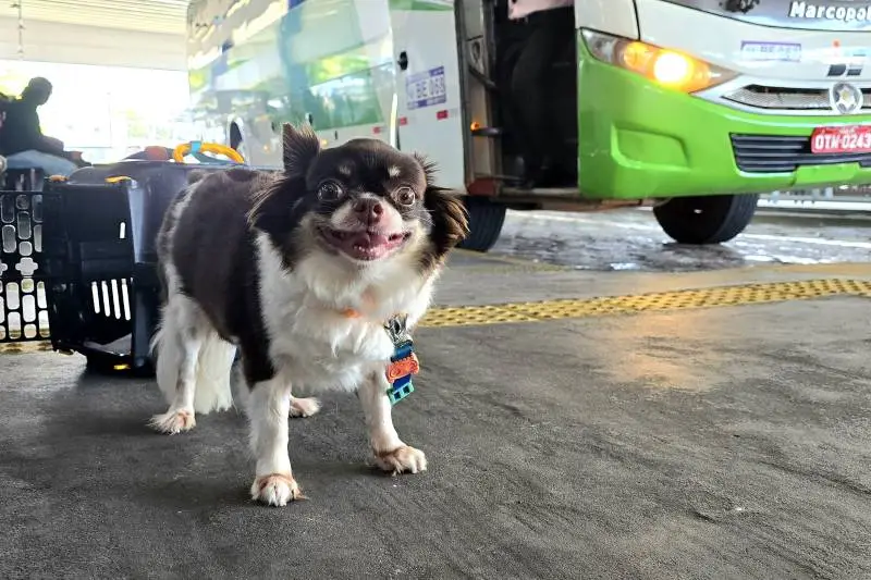 Animais de estimação terão circulação liberada em espaços públicos e transportes no Piauí