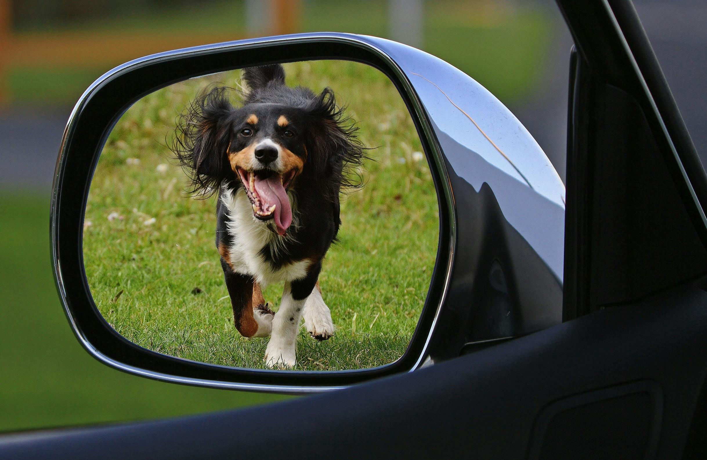 Urina de cães pode comprometer componentes do automóvel