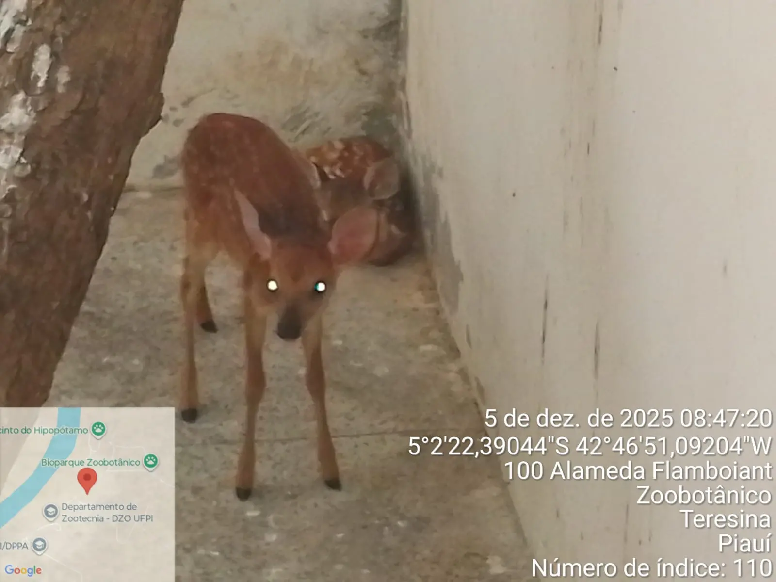 Filhotes de veado-catingueiro reabilitados juntos no Cetas da Semarh.