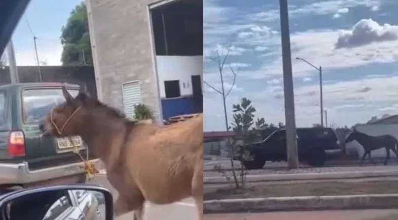 Jumento foi visto sendo puxado por um carro em movimento