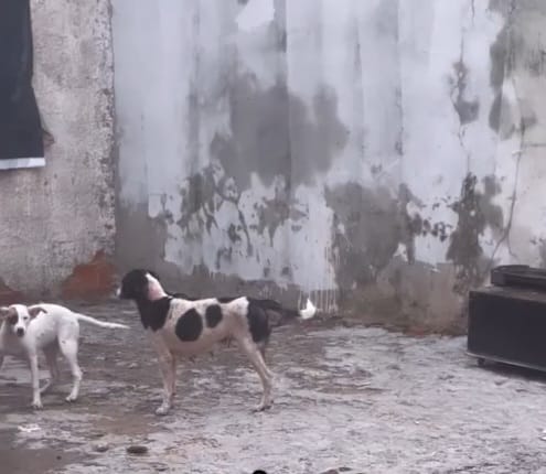 Cães vítimas de zoofilia são resgatados
