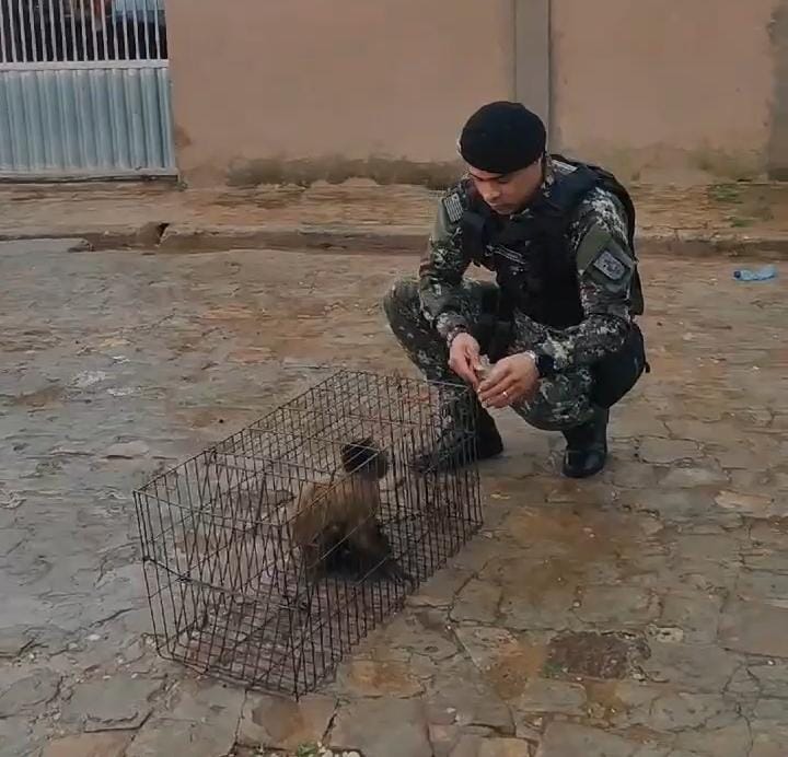 Macaco criado acorrentado em casa é resgatado em Miguel Alves