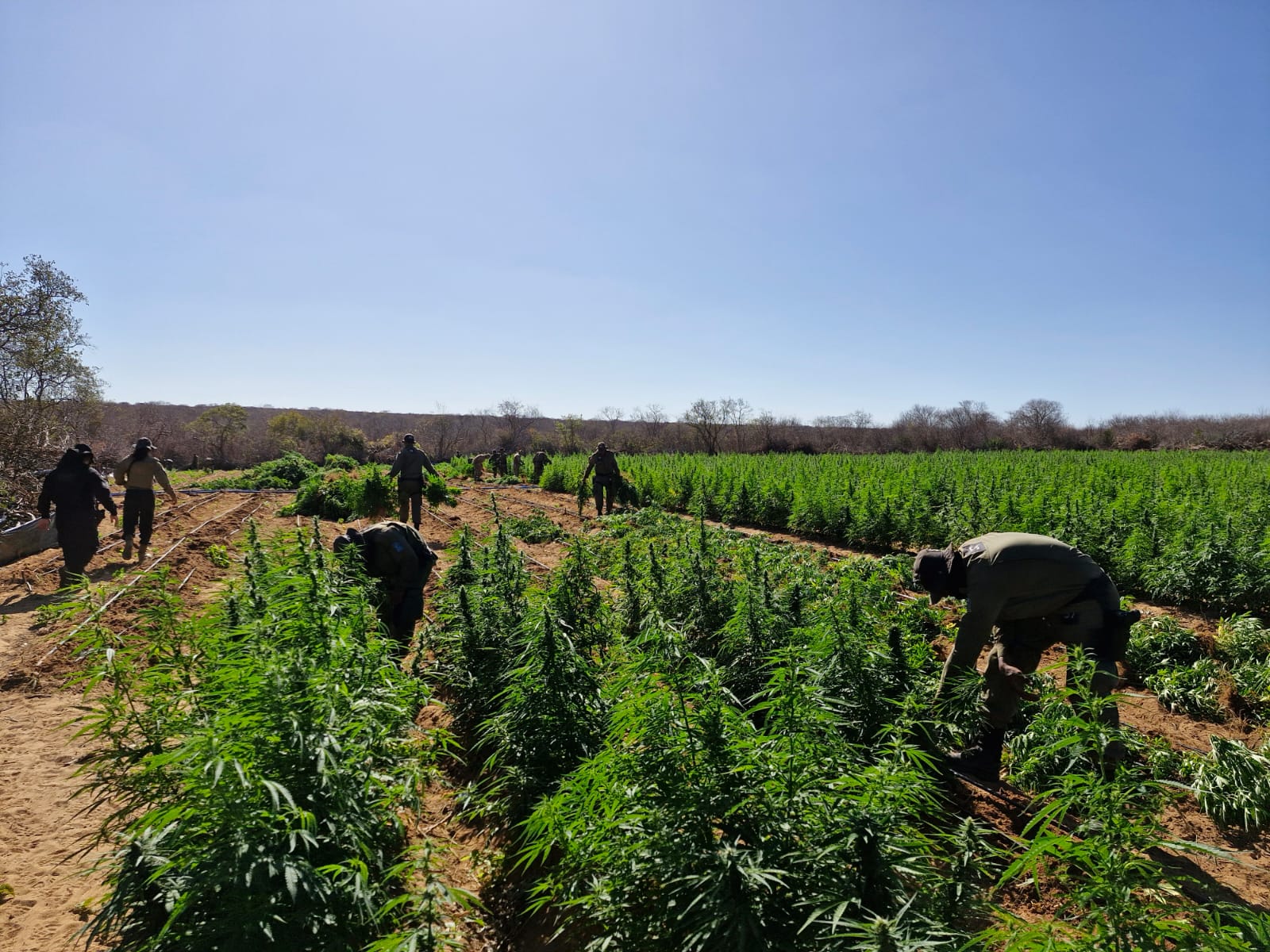 Polícia localiza roça de maconha no Sul do Piauí