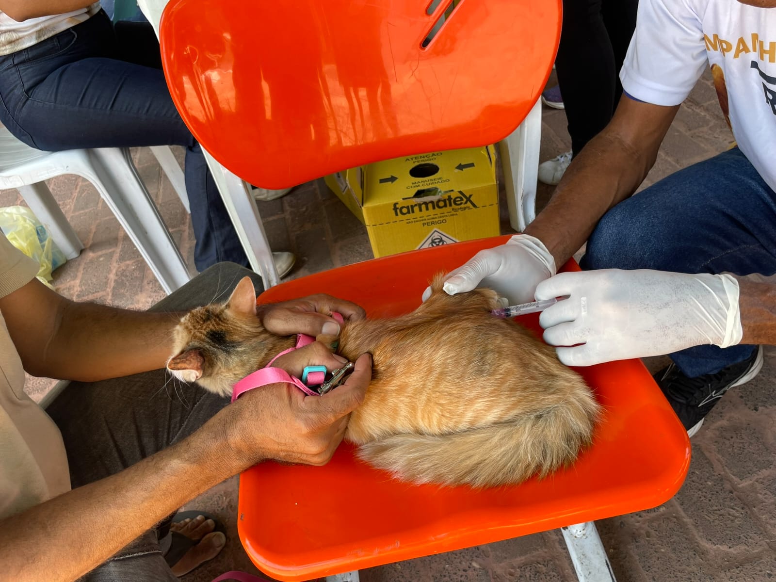 Vacinação contra a raiva nas zonas Sul e Sudeste de Teresina será neste sábado (28)