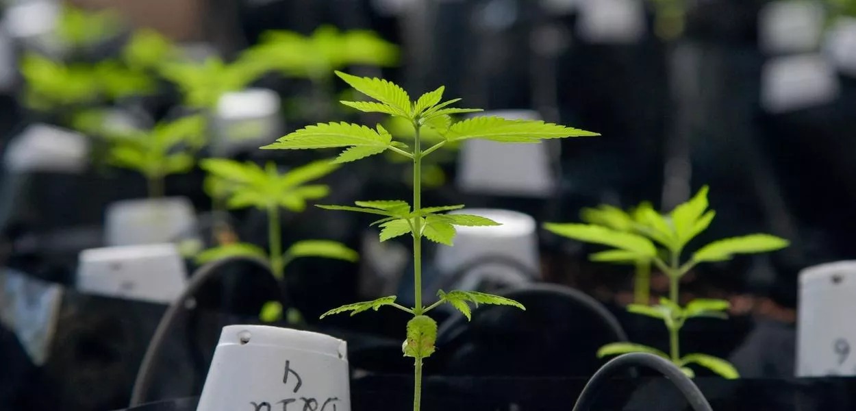 Plantas de cannabis dentro de estufa da Universidade Federal de Viçosa