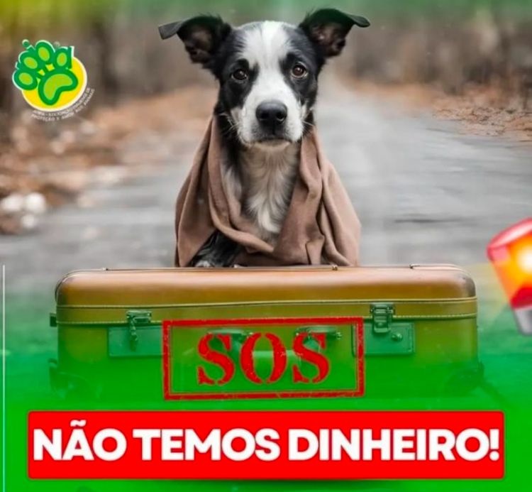 Apipa vai parar de resgatar animais por falta de recursos