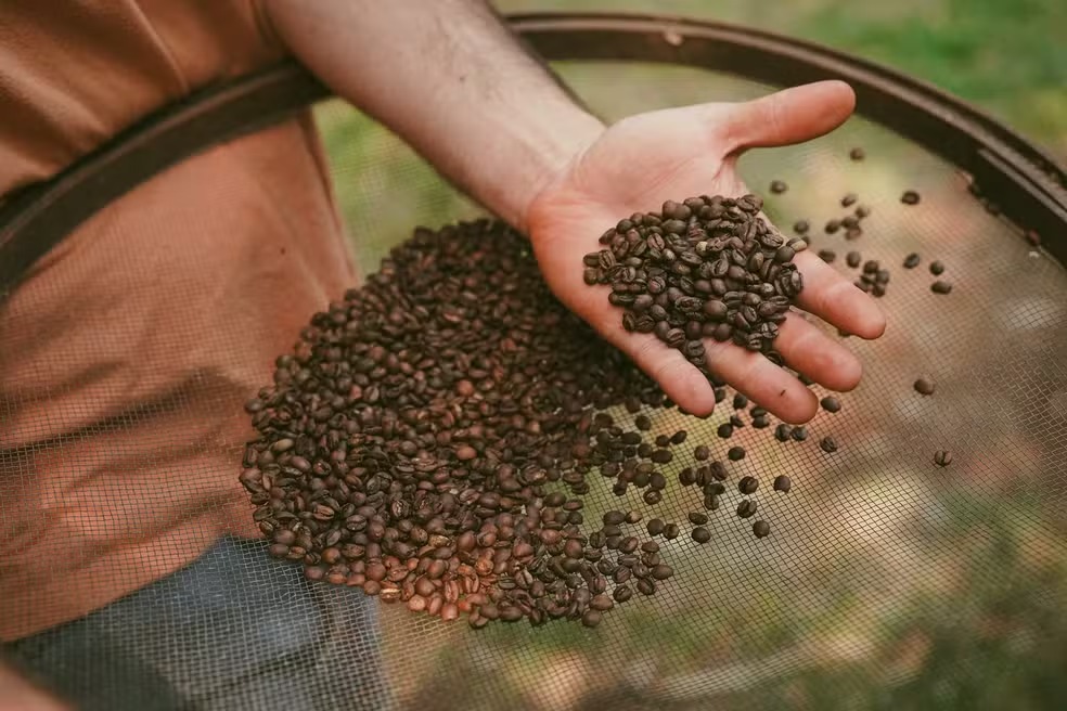 Prato do Futuro: café torrado no Sítio Berelu, em Cerqueira César (SP)