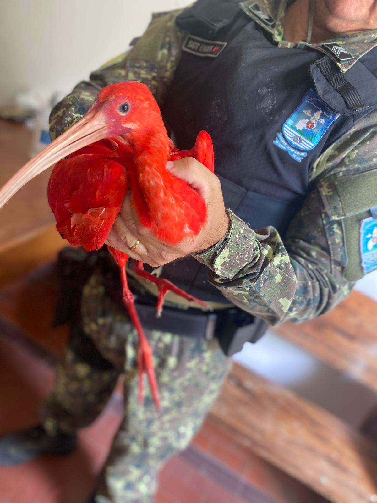 Polícia ambiental apreende dezenas de aves silvestres em Luís Correia