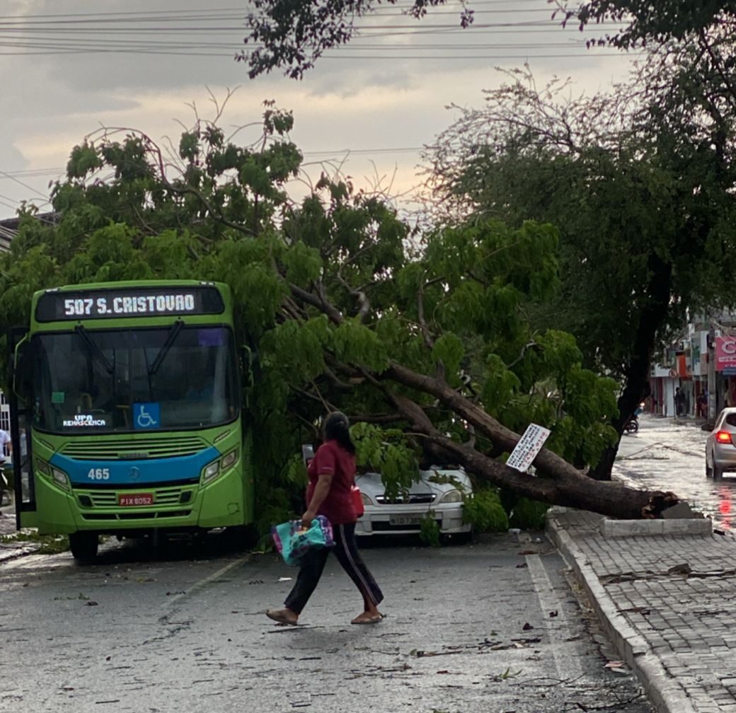 Ventania derruba árvores em Teresina