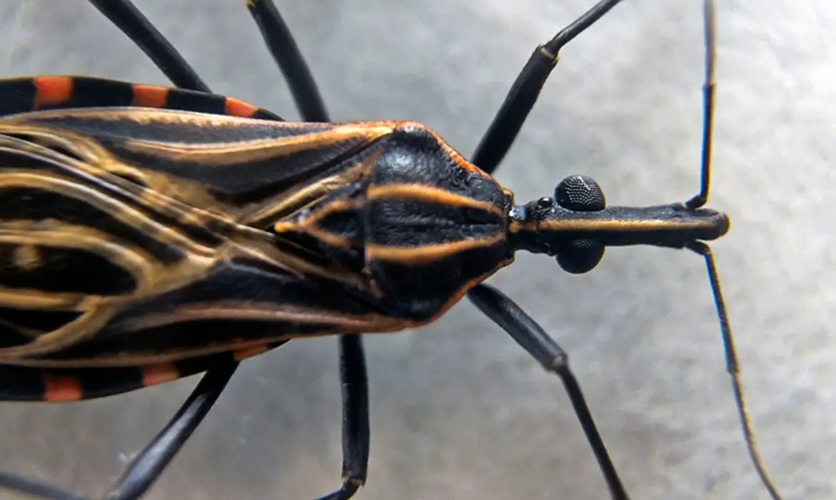 Protozoário Trypanossoma cruzi, causador da Doença de Chagas