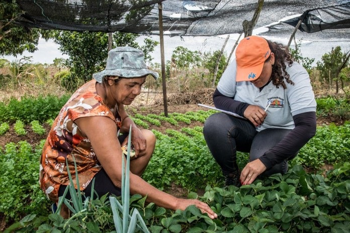 Governo inclui grupos de mulheres agricultoras entre fornecedores de merenda escolar