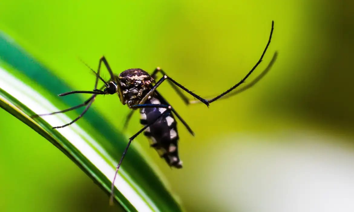 Mosquito Aedes aegypti, transmissor da dengue, continua sendo alvo de ações de prevenção em Teresina