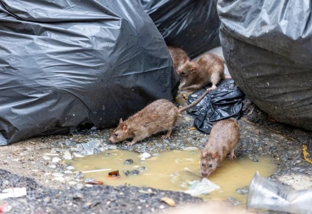 A leptospirose é uma doença infecciosa febril aguda que resulta da exposição direta ou indireta a urina de animais (principalmente ratos)