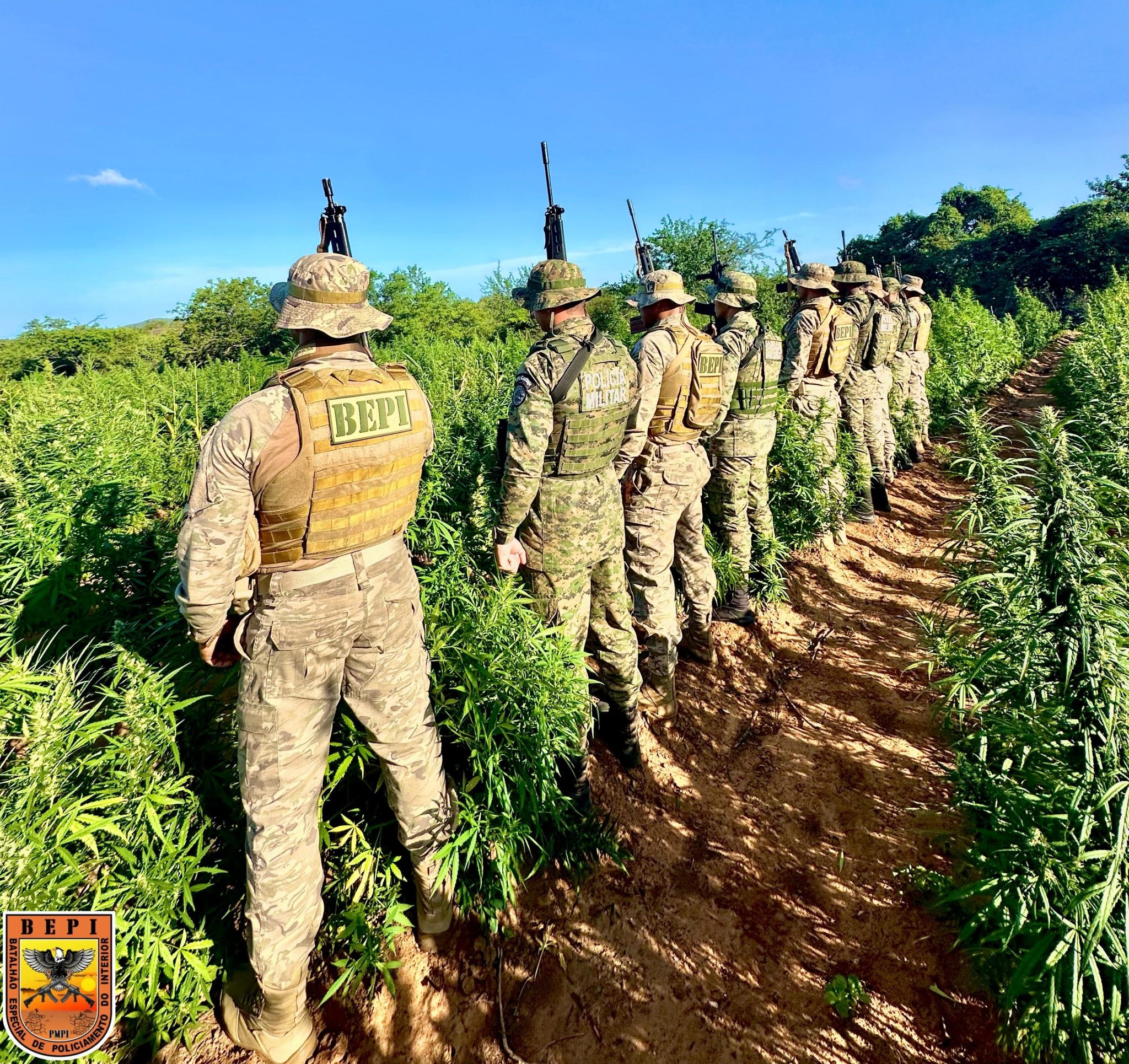 Polícia desarticula plantação de maconha em Dom Inocêncio-PI