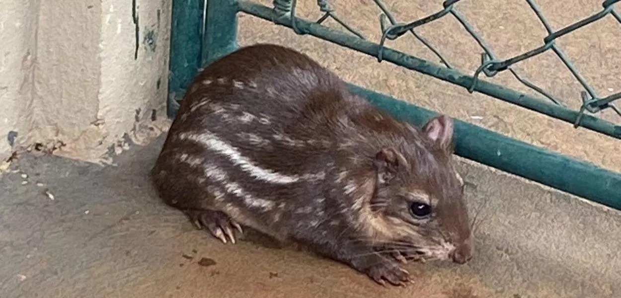 Filhote de paca nascido no Parque Ecológico Klabin