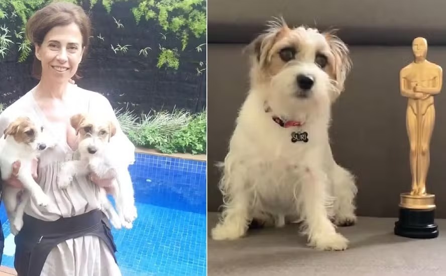 Dois cachorros dividem o papel de Pimpão em 'Ainda estou aqui'