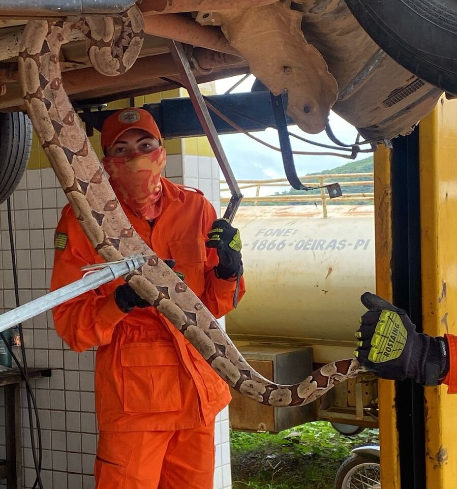 Jiboia de 2 metros foi resgatada após ficar presa em motor