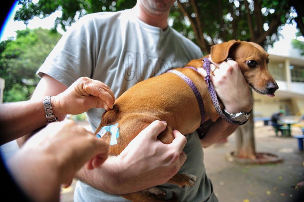 Projeto prevê vacinação gratuita para animais domésticos em todo Brasil